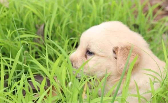 祛泪痕犬粮有哪些？