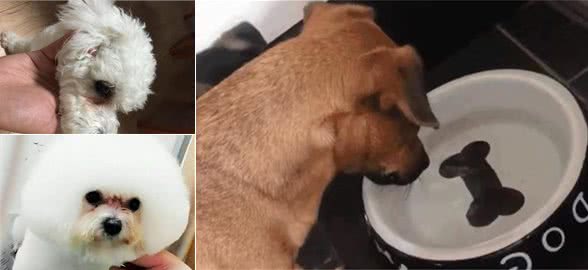 怎么去除狗狗的泪痕？从原因下手，主人要及时清洗狗狗脸部与饭碗
