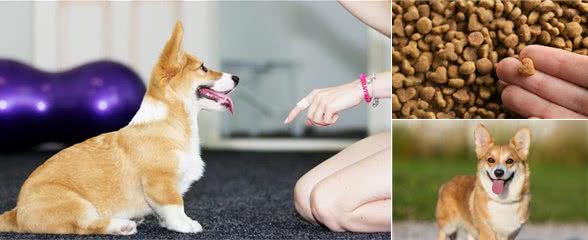 这6点,证明柯基犬真的很好养!你确定不养上一只?