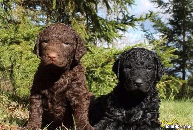 美国境内，斗犬比特已经过时，一种羊头狗身的猛犬，已成第一猛犬