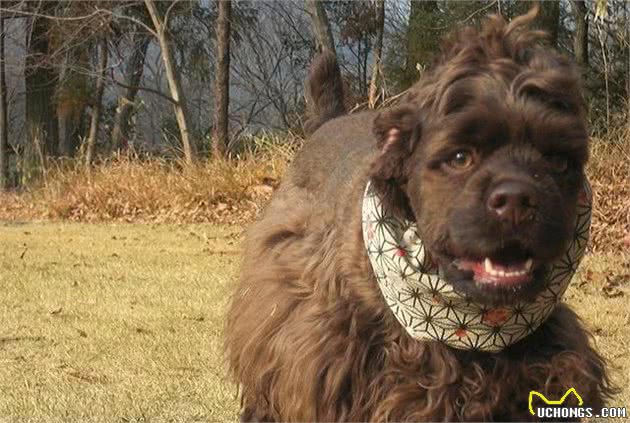 美国境内，斗犬比特已经过时，一种羊头狗身的猛犬，已成第一猛犬