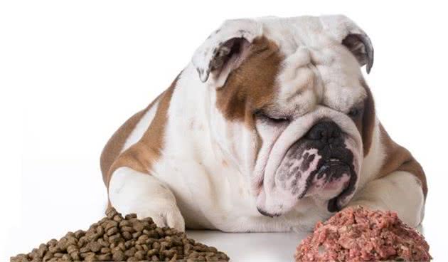 如何选择合适的犬粮