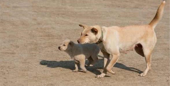 狗犬类型对比，涵盖所有犬种！看看哪一种适合您？