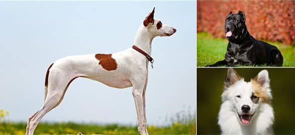 直到现在，你从未听说过的10个了不得的犬种