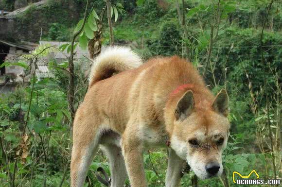 碰着危险的时候，你需要一条护卫犬！