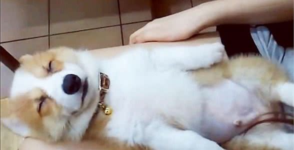 狗狗睡眠质量越好，寿命越长，主人知道怎么让狗狗睡得更好吗？