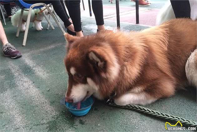 夏季犬中暑频发，主人应了解：处置犬中暑并不是开空调这么简单