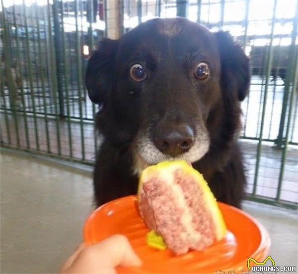 狗生也很不容易这16只狗狗各有自己的烦恼