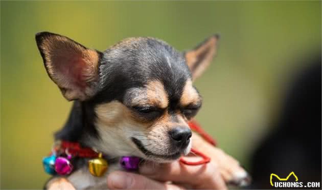 真正的茶杯犬—吉娃娃犬