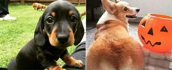 同样是“短腿犬”，法斗犬壮实，腊肠犬身长，最后柯基犬肥臀胜利了