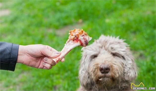 如何训练狗子不随便乱吃外面的东西和陌生人给的食物？