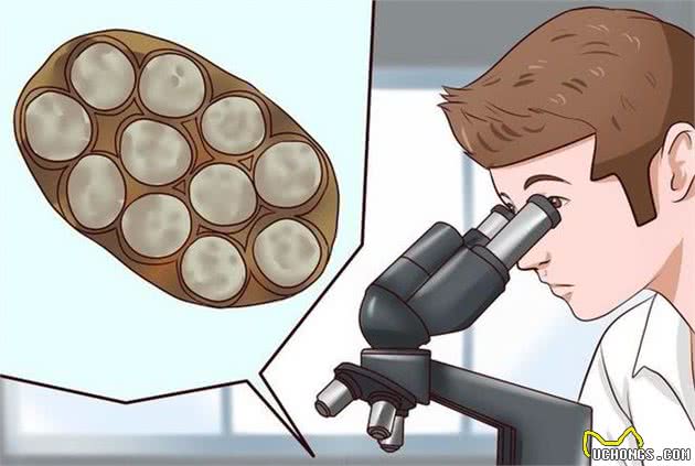 狗狗体内三种常见的寄生虫及驱虫方案，了解一下