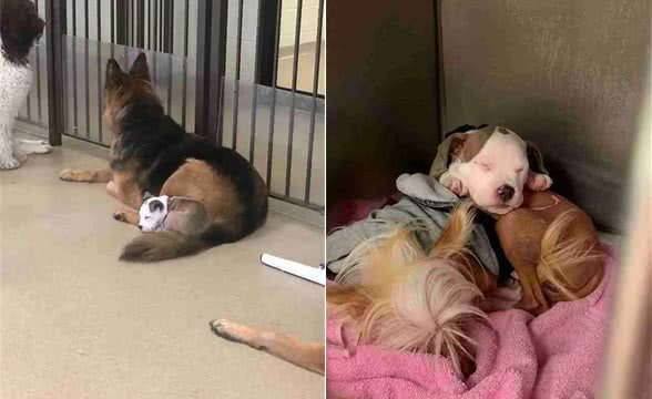送狗狗去托儿所，结果这货睡遍了里面的每一只狗子
