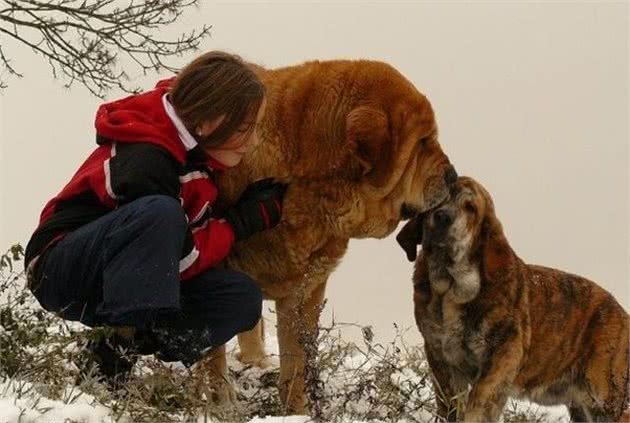 这几种世界大型猛犬，最后一种还是国宝，凶猛异常！