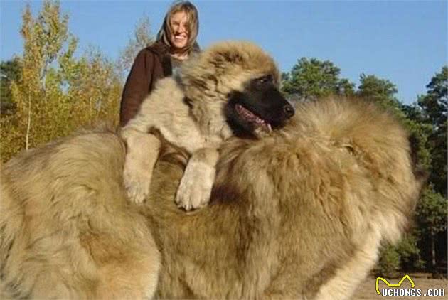 这几种世界大型猛犬，最后一种还是国宝，凶猛异常！