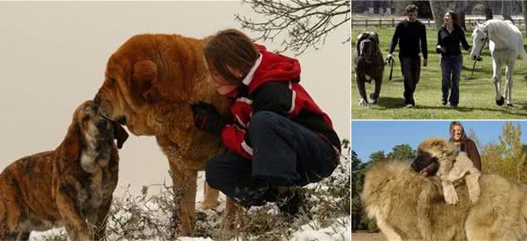 这几种世界大型猛犬，最后一种还是国宝，凶猛异常！