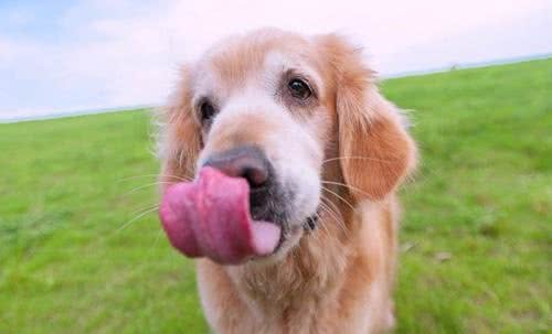 纯种金毛犬多少钱一只不同地区金毛犬价格不同