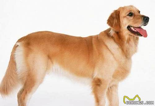 纯种金毛犬多少钱一只不同地区金毛犬价格不同