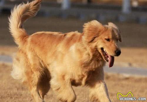 纯种金毛犬多少钱一只不同地区金毛犬价格不同