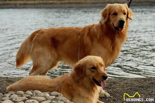 纯种金毛犬多少钱一只不同地区金毛犬价格不同