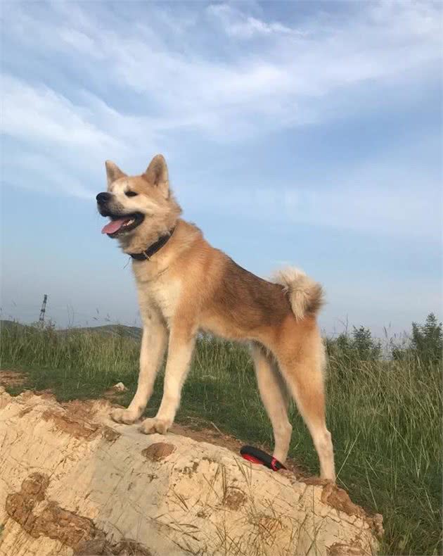 秋田犬简介