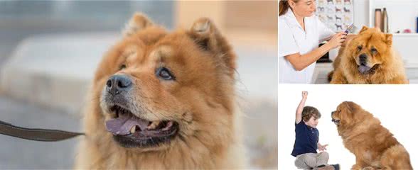 为什么萌球松狮犬这么少人养？网友：怕了，特别最后一条
