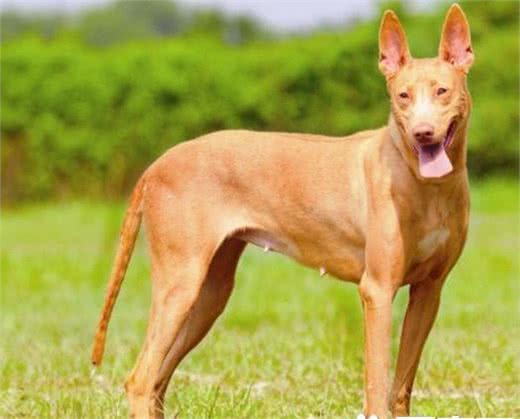 法老王猎犬能打猎吗法老王猎犬是能够打猎的