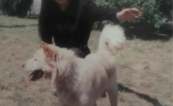 中华田园犬之松狮犬