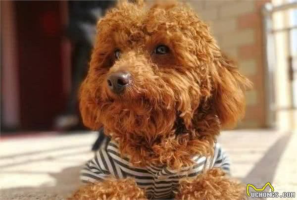 造成狗狗不正常掉毛的6大原因，你都清楚吗？