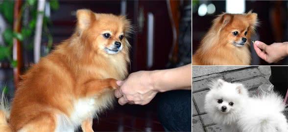 养博美犬的5个“坏处”，看完你还敢养吗？