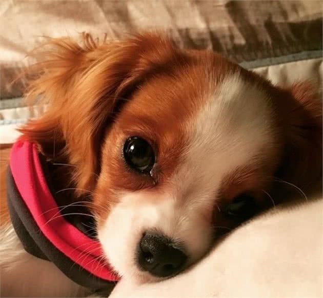 查理士王小猎犬长不大，2岁还保持幼犬体态，逆龄童颜风行众人