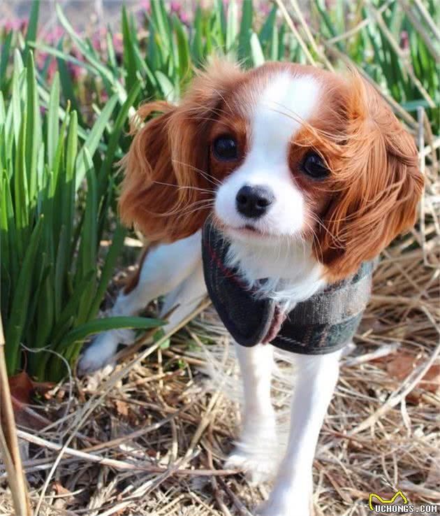 查理士王小猎犬长不大，2岁还保持幼犬体态，逆龄童颜风行众人