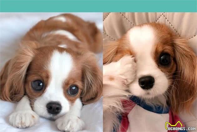 查理士王小猎犬长不大，2岁还保持幼犬体态，逆龄童颜风行众人