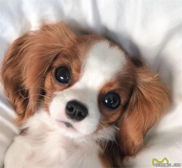 查理士王小猎犬长不大，2岁还保持幼犬体态，逆龄童颜风行众人