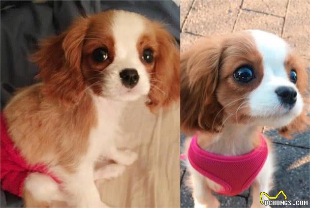查理士王小猎犬长不大，2岁还保持幼犬体态，逆龄童颜风行众人