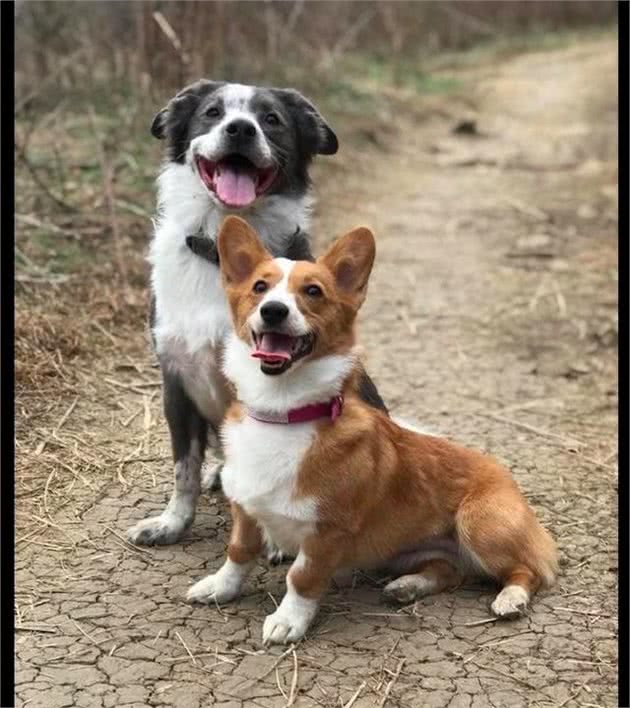 有棵树挡着路，柯基犬直接跳起来飞过去，这就是传说中的飞“基”？