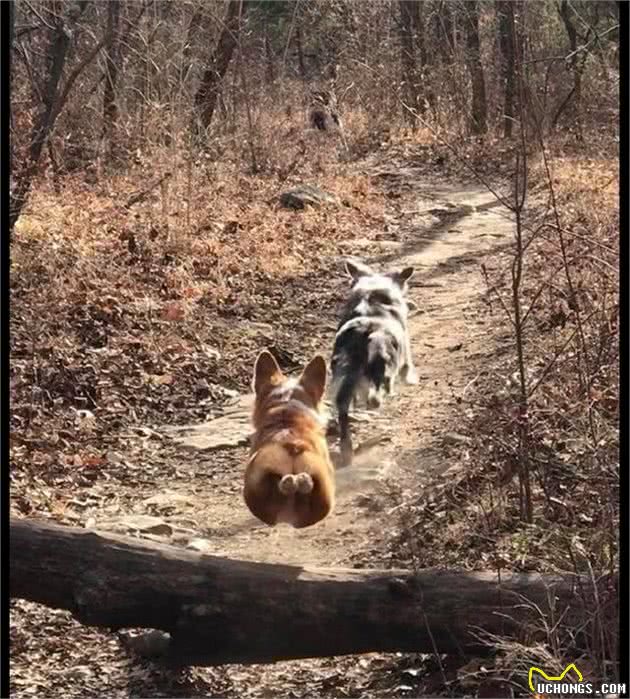 有棵树挡着路，柯基犬直接跳起来飞过去，这就是传说中的飞“基”？