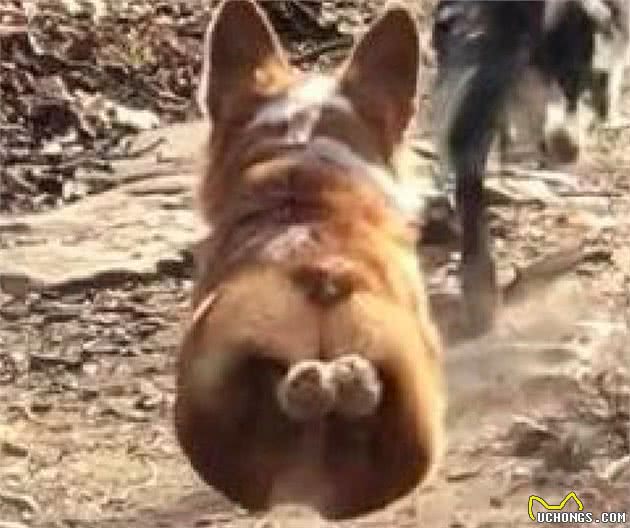 有棵树挡着路，柯基犬直接跳起来飞过去，这就是传说中的飞“基”？