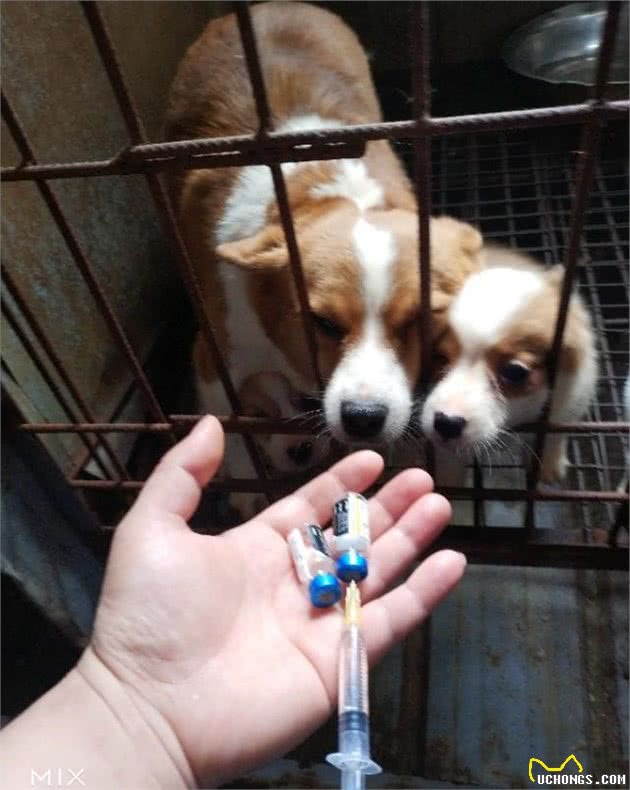 宠物犬繁殖者、教你怎样挑选一只健康有保障的幼犬！