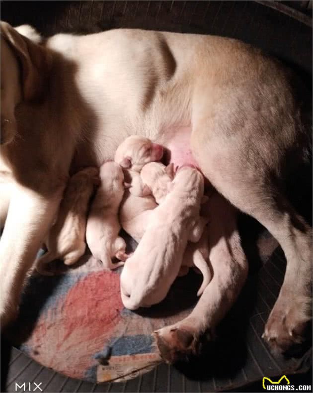 宠物犬繁殖者、教你怎样挑选一只健康有保障的幼犬！