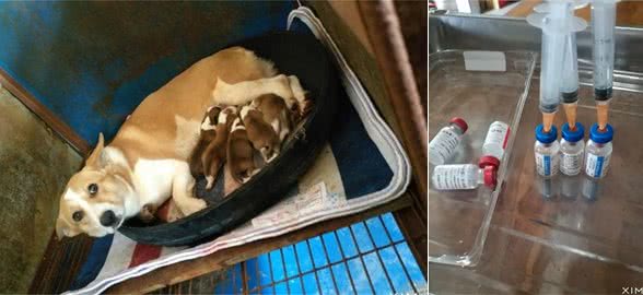 宠物犬繁殖者、教你怎样挑选一只健康有保障的幼犬！