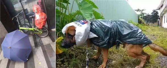 为了下雨天也能够遛狗，狗狗们不能不穿上主人做的粗糙雨衣