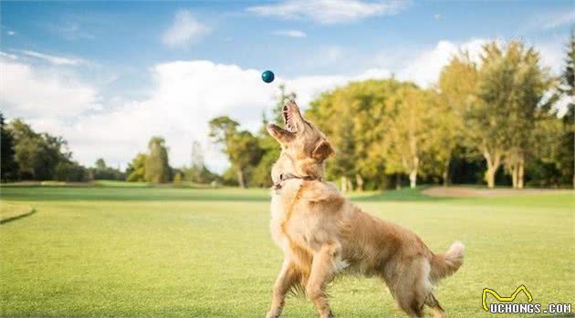 金毛犬介绍