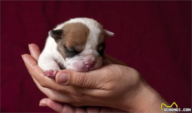 刚出生一个星期的幼犬如何饲养，这5个饲养知识主人需要把握