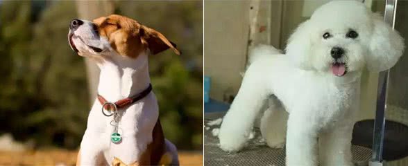 狗狗身上有异味怎么回事呀，该如何去除？