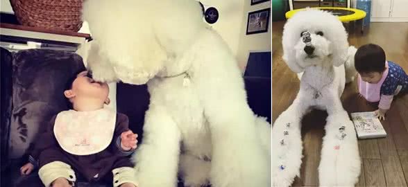 陪宝宝成长的同伴巨型贵宾犬,看完后想给女儿也豫备一只