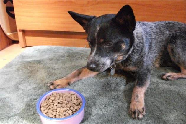 不管你家狗狗护不护食，这些犬护食的真相，你都有必要了解