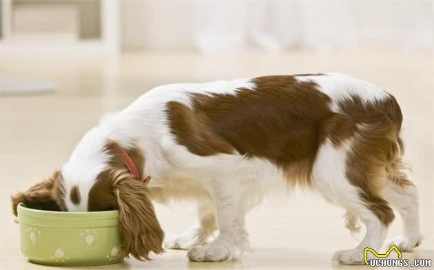 不管你家狗狗护不护食，这些犬护食的真相，你都有必要了解