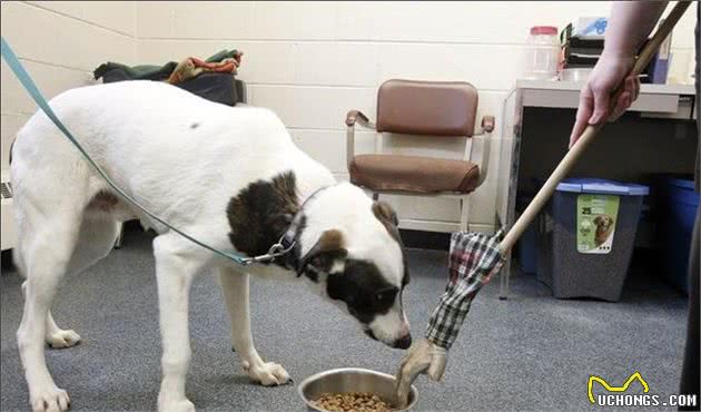 不管你家狗狗护不护食，这些犬护食的真相，你都有必要了解