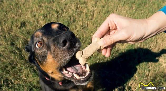 不管你家狗狗护不护食，这些犬护食的真相，你都有必要了解